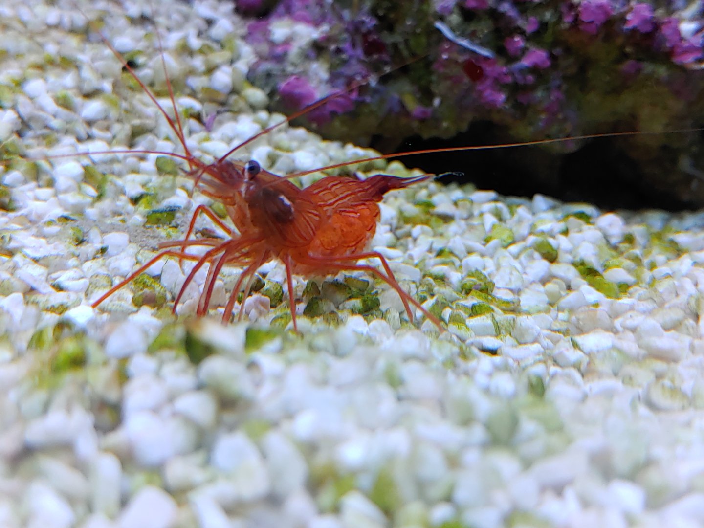 Peppermint shrimp?
