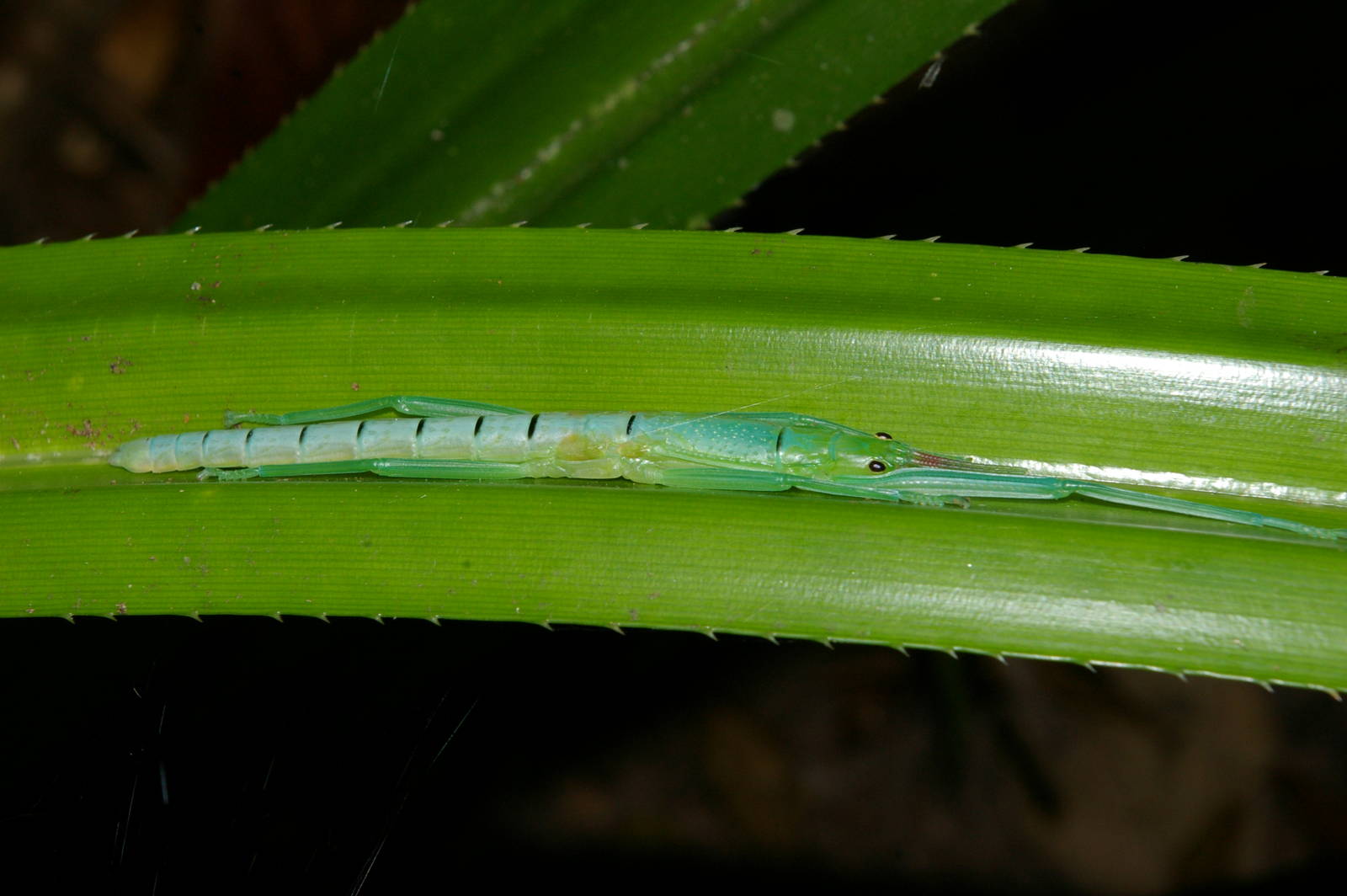 peppermint stick insect (Megacrania batesii)