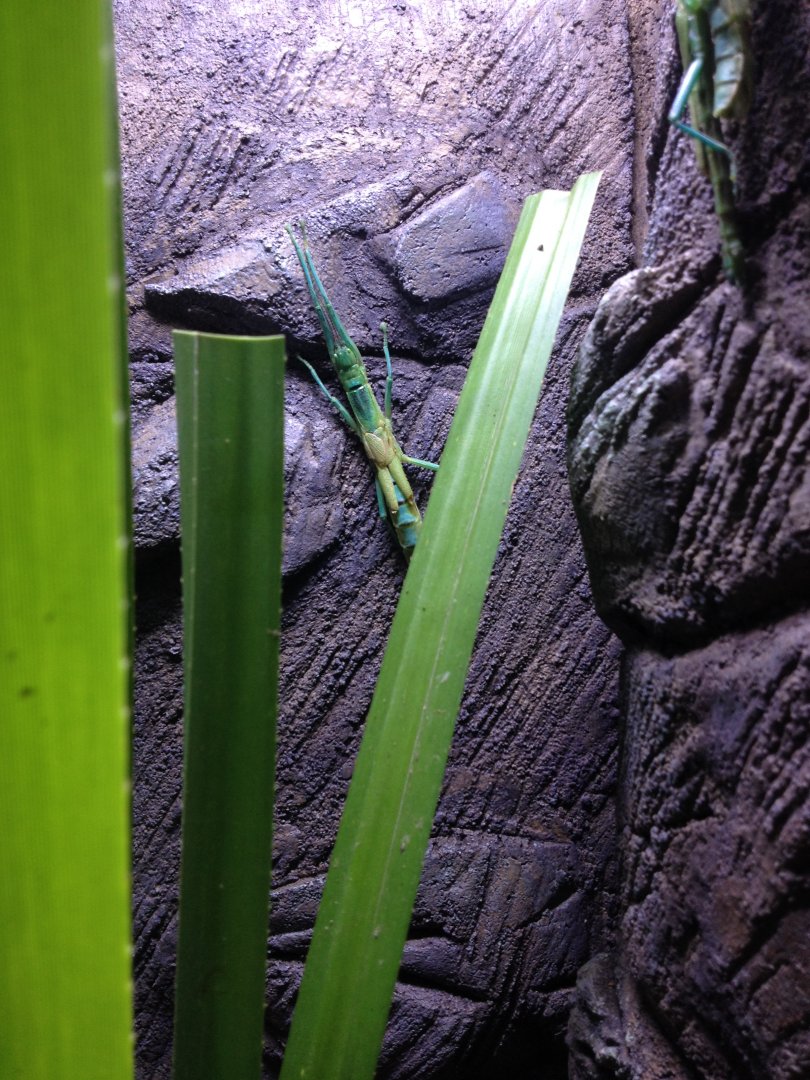 Peppermint Stick Insect (Megacrania batesii)