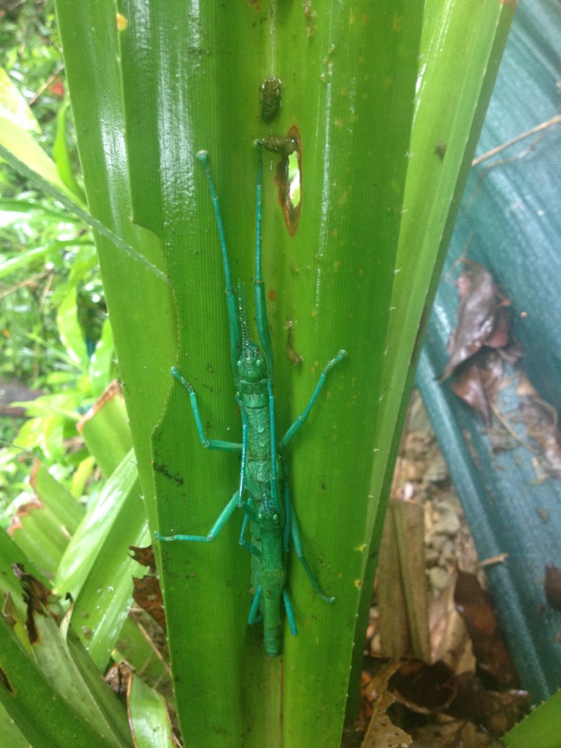 Peppermint Stick Insect (Megacrania batesii)