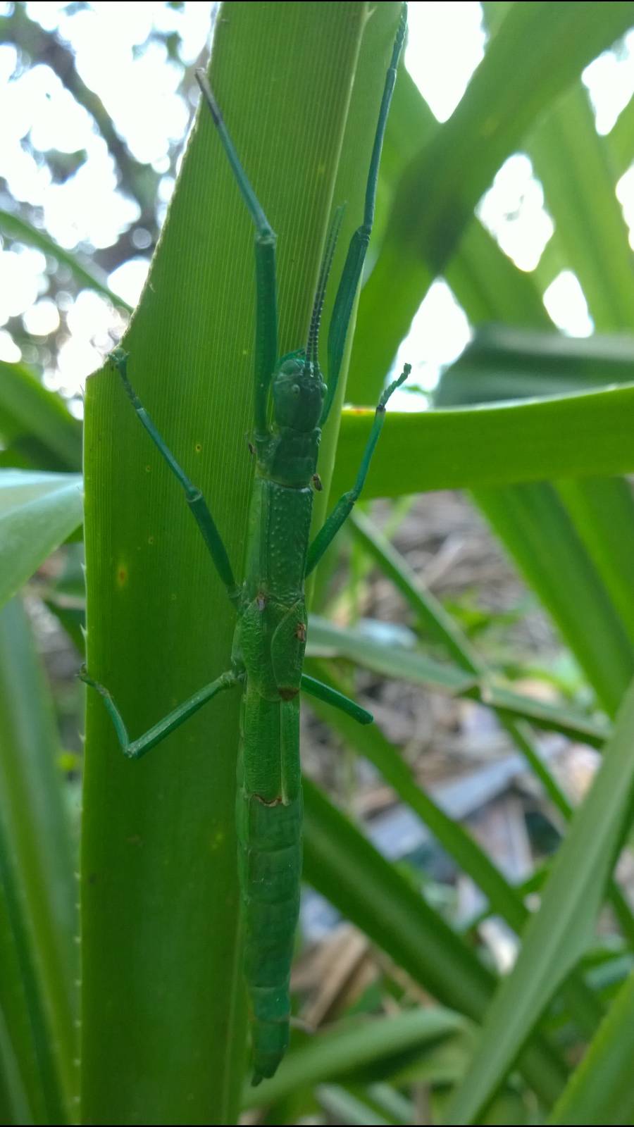 Peppermint Stick Insect