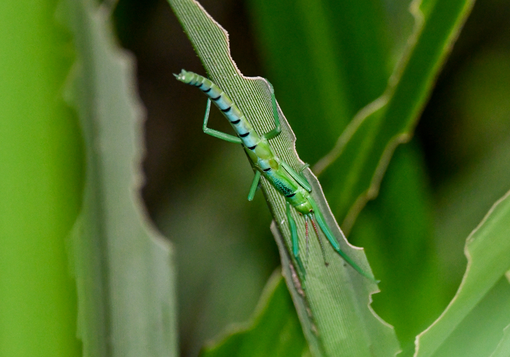 Peppermint Stick Insect