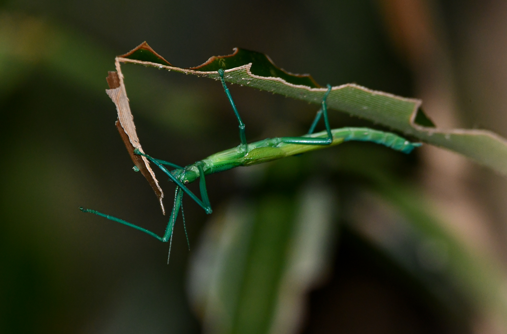 Peppermint Stick Insect