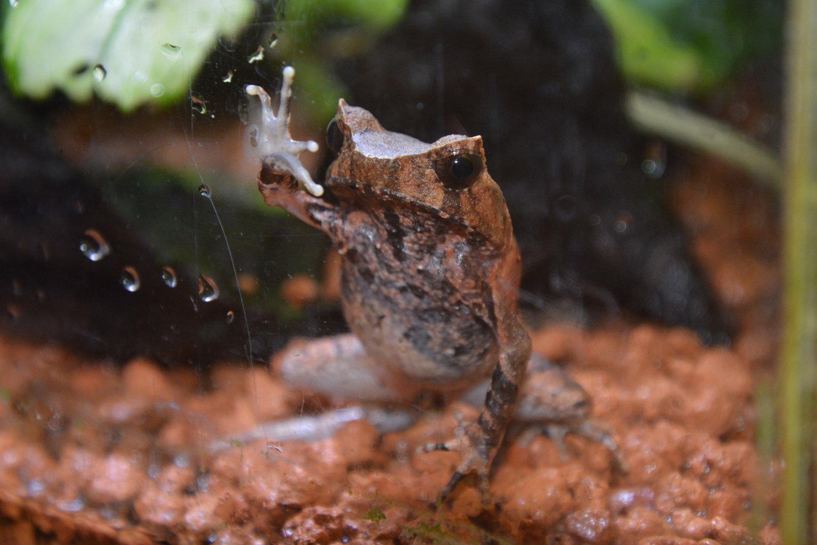 Perak horned toad (Megophrys aceras)