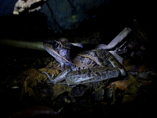 Peralta Frog (Lithobates taylori)