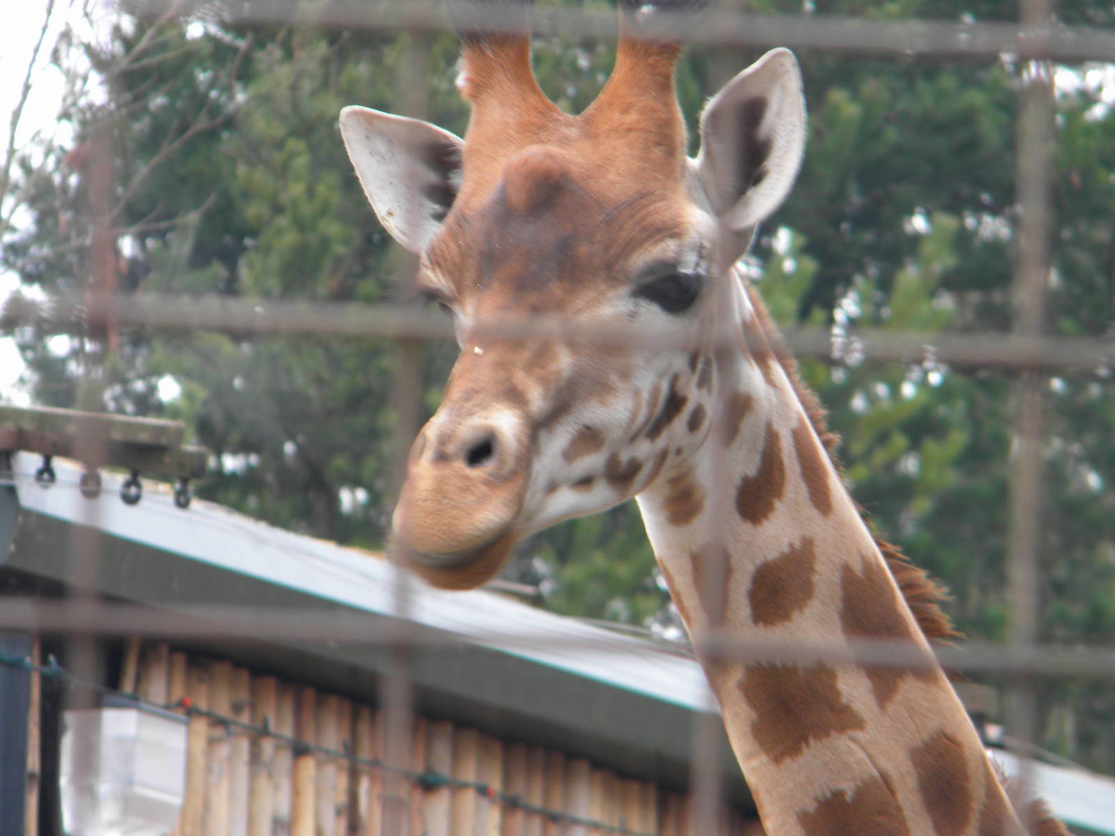 Peralta Giraffe Katoumi.