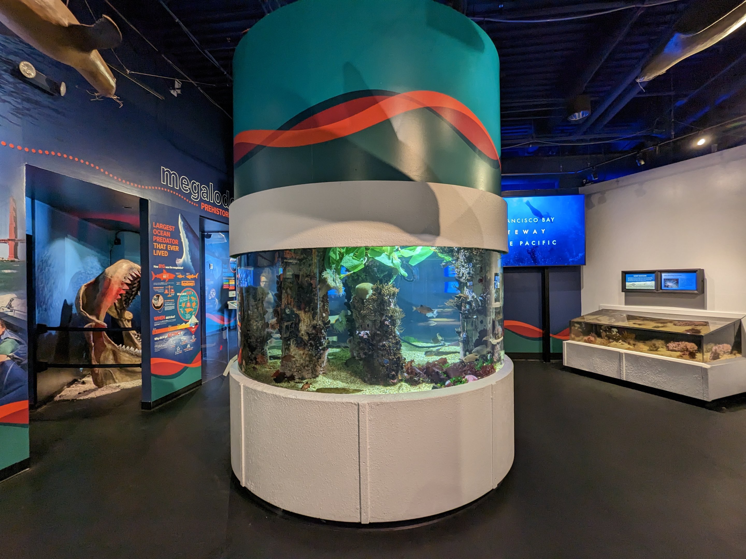 Perch and crab aquarium