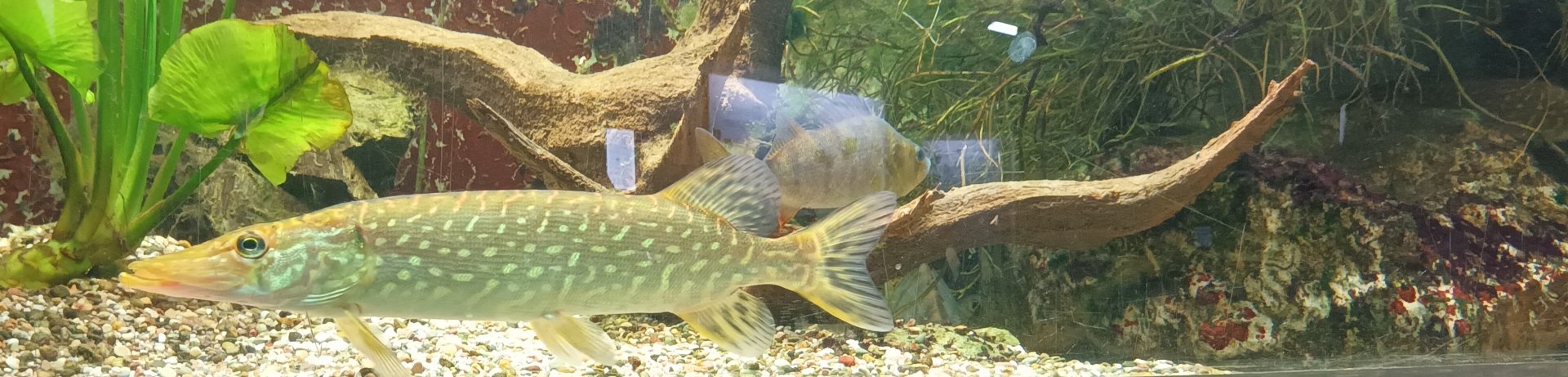 Perch and Northern Pike