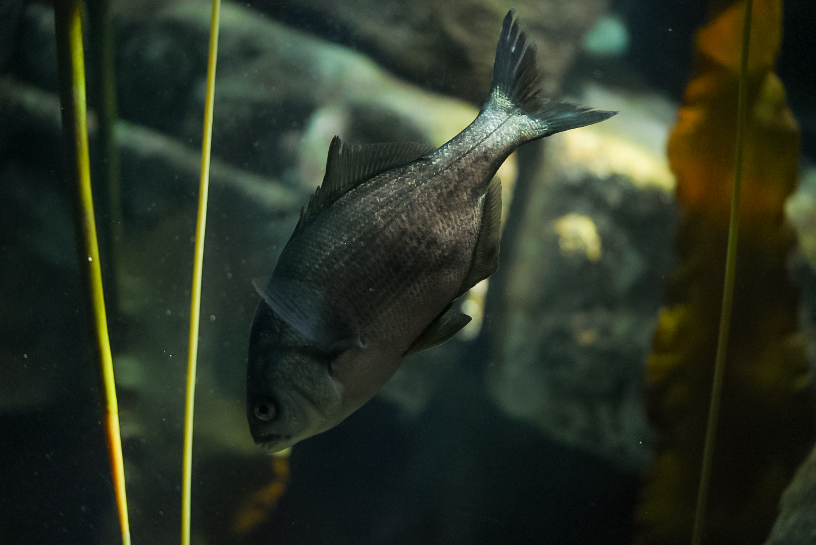 Perch ID? (Point Defiance Zoo & Aquarium)