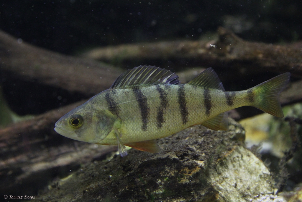 Perch (Perca fluviatilis)