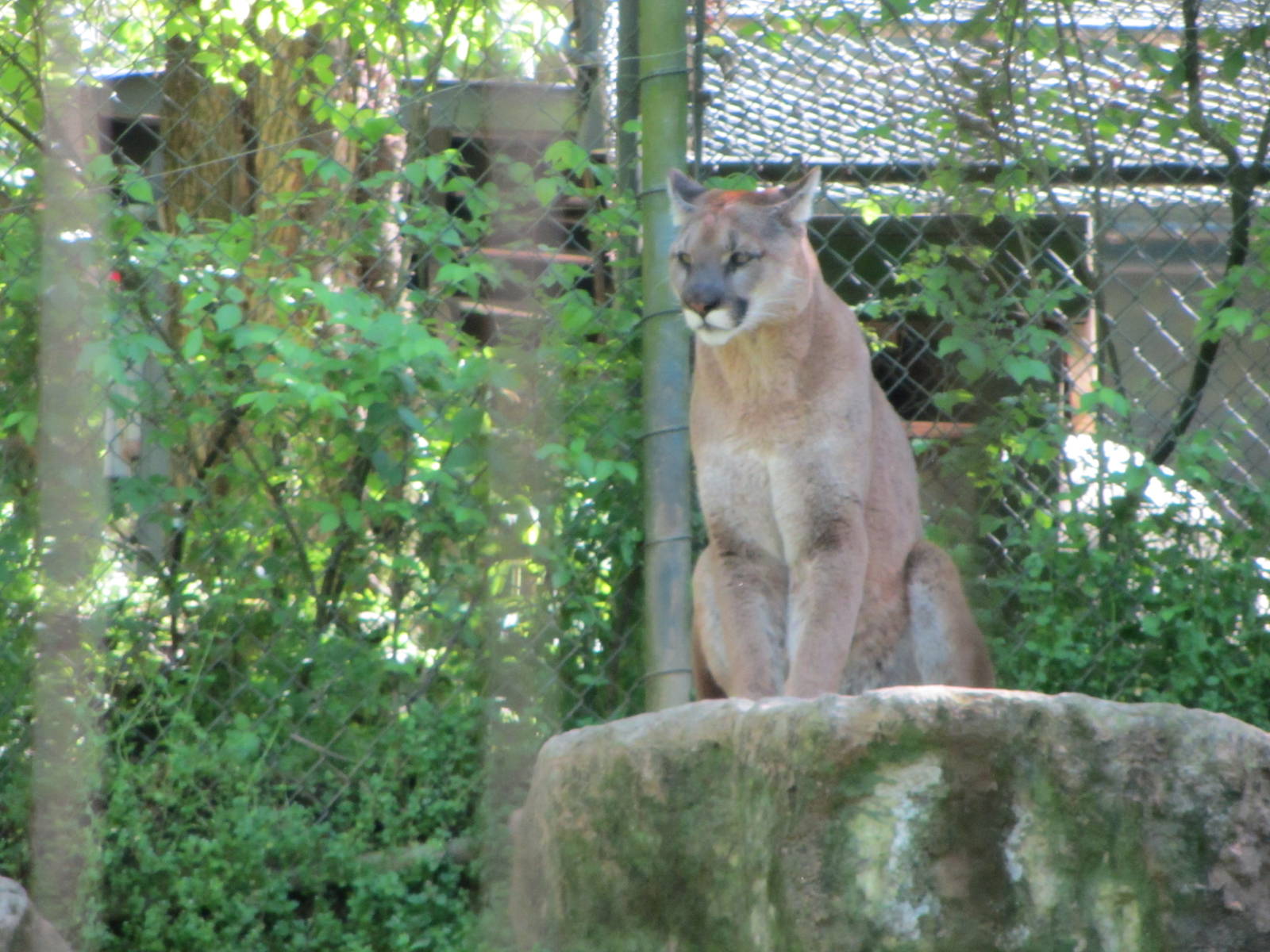 Perched Cougar
