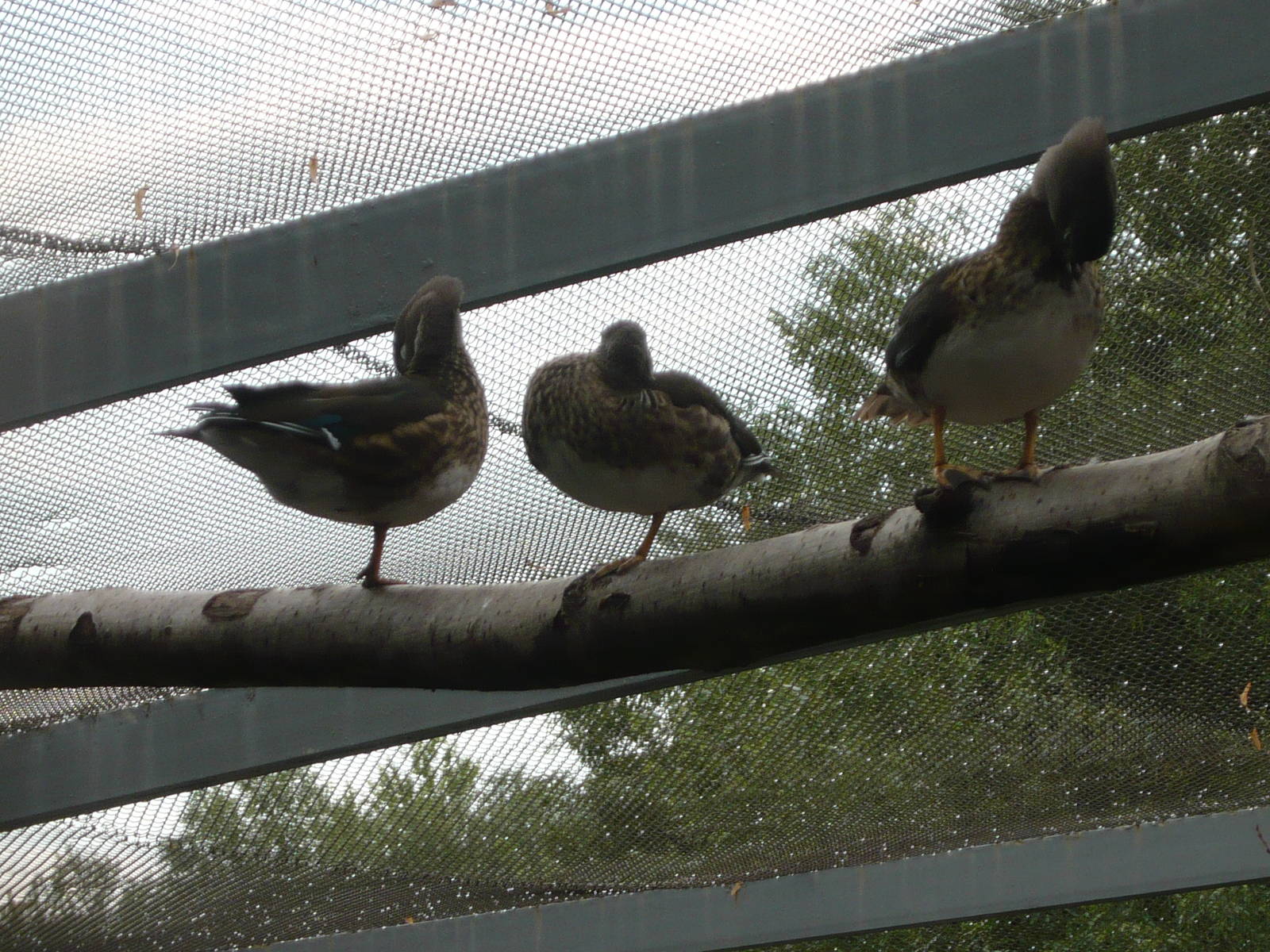 Perching ducks (Wood duck or Mandarin duck females)