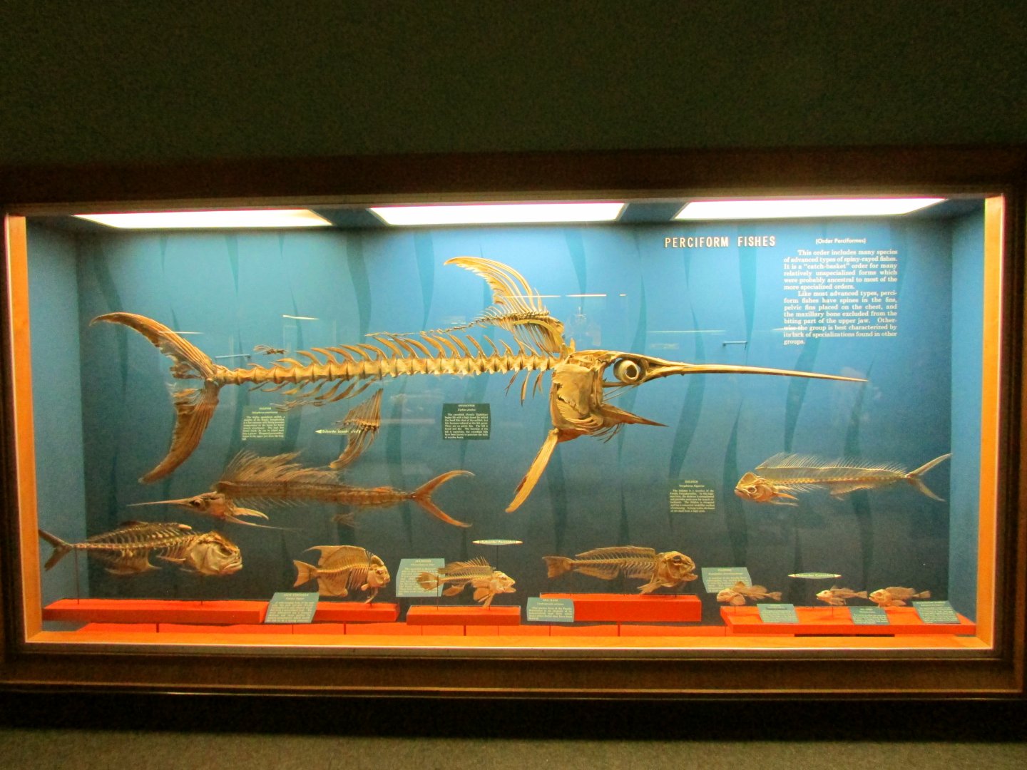 Perciform Fish Skeletons