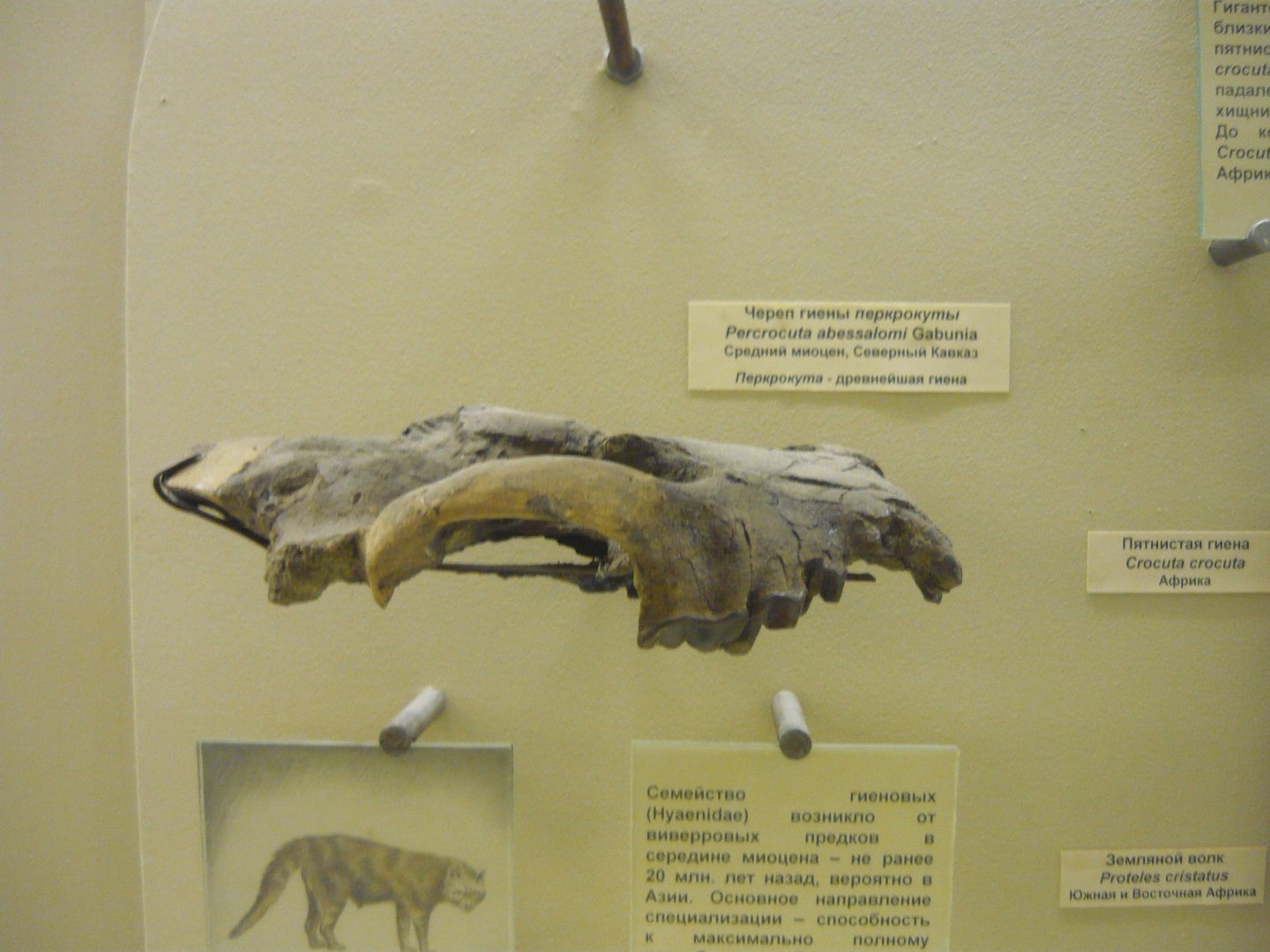 Percrocuta abessalomi skull