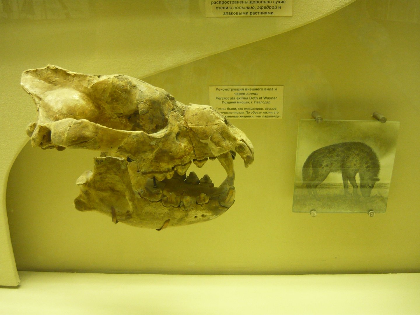 Percrocuta eximia skull