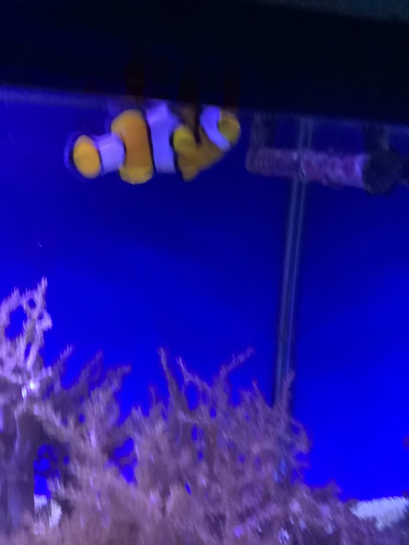 Percula Clownfish (Amphiprion percula)