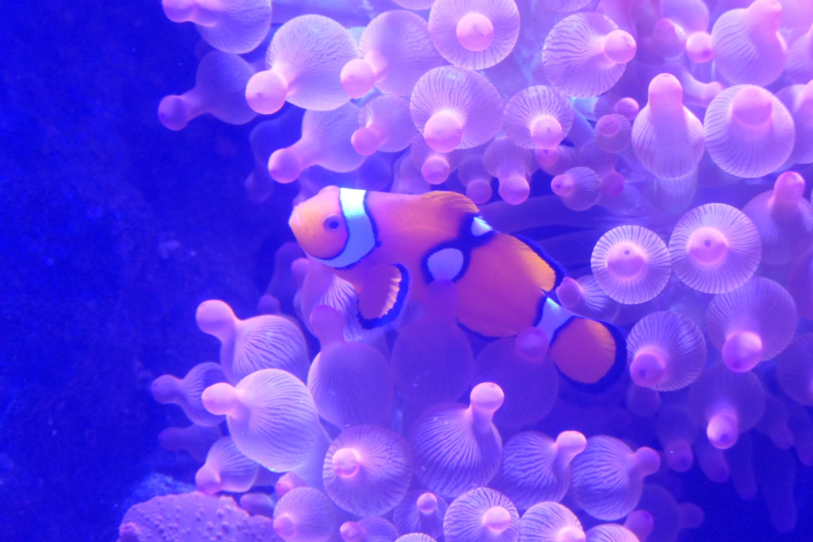Percula Clownfish (Amphiprion percula)