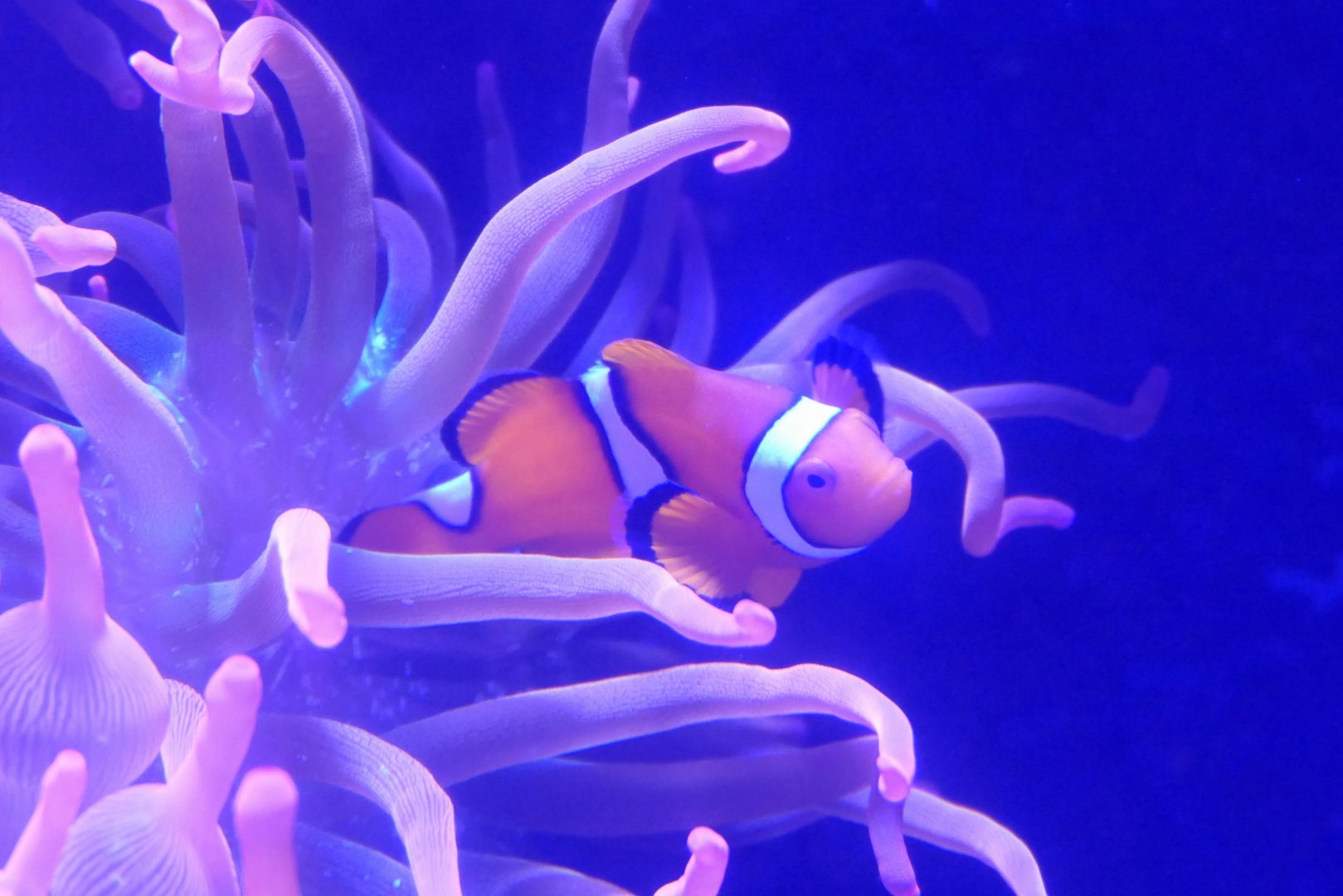 Percula Clownfish (Amphiprion percula)