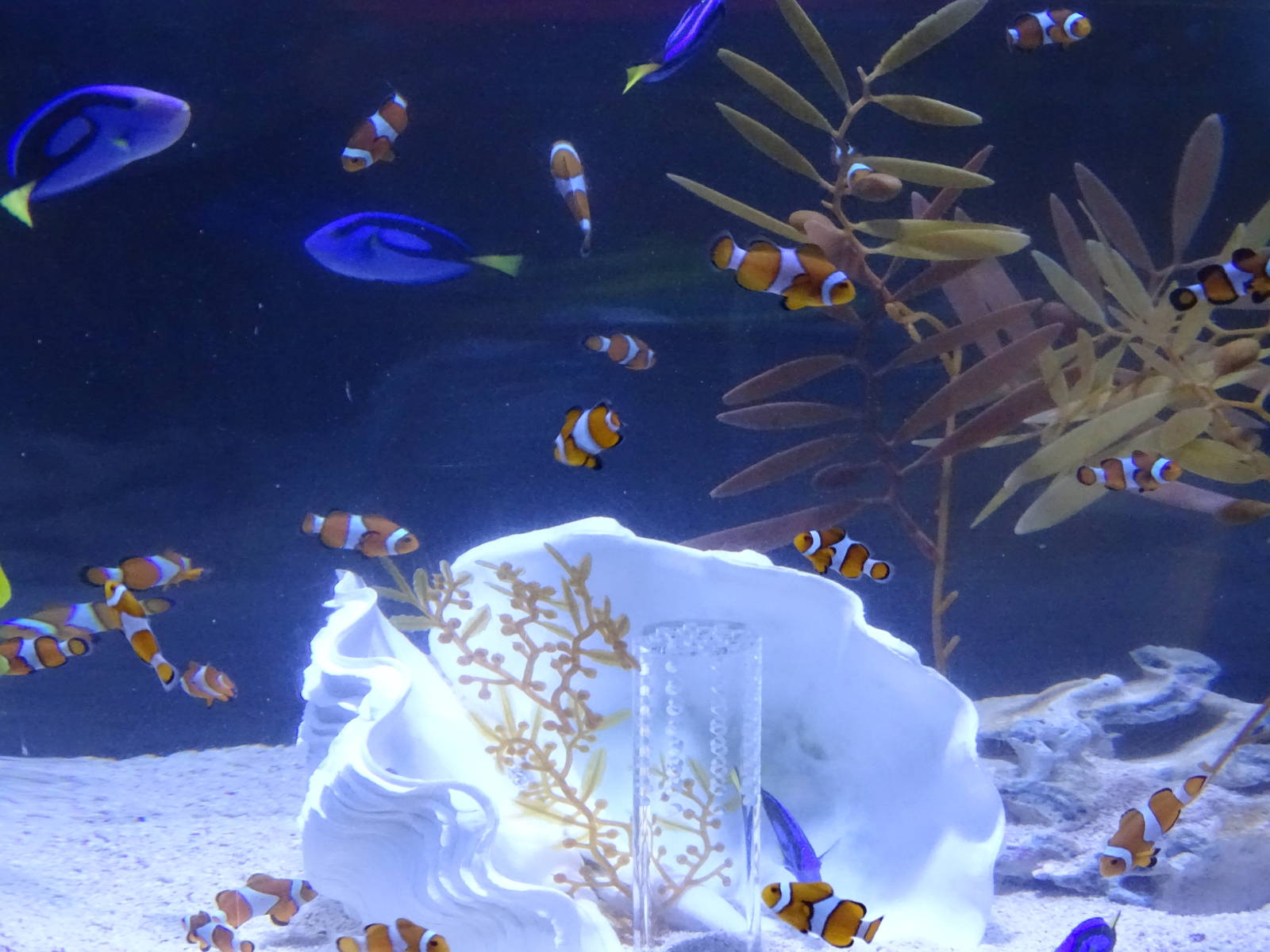 Percula Clownfish and Blue Tang