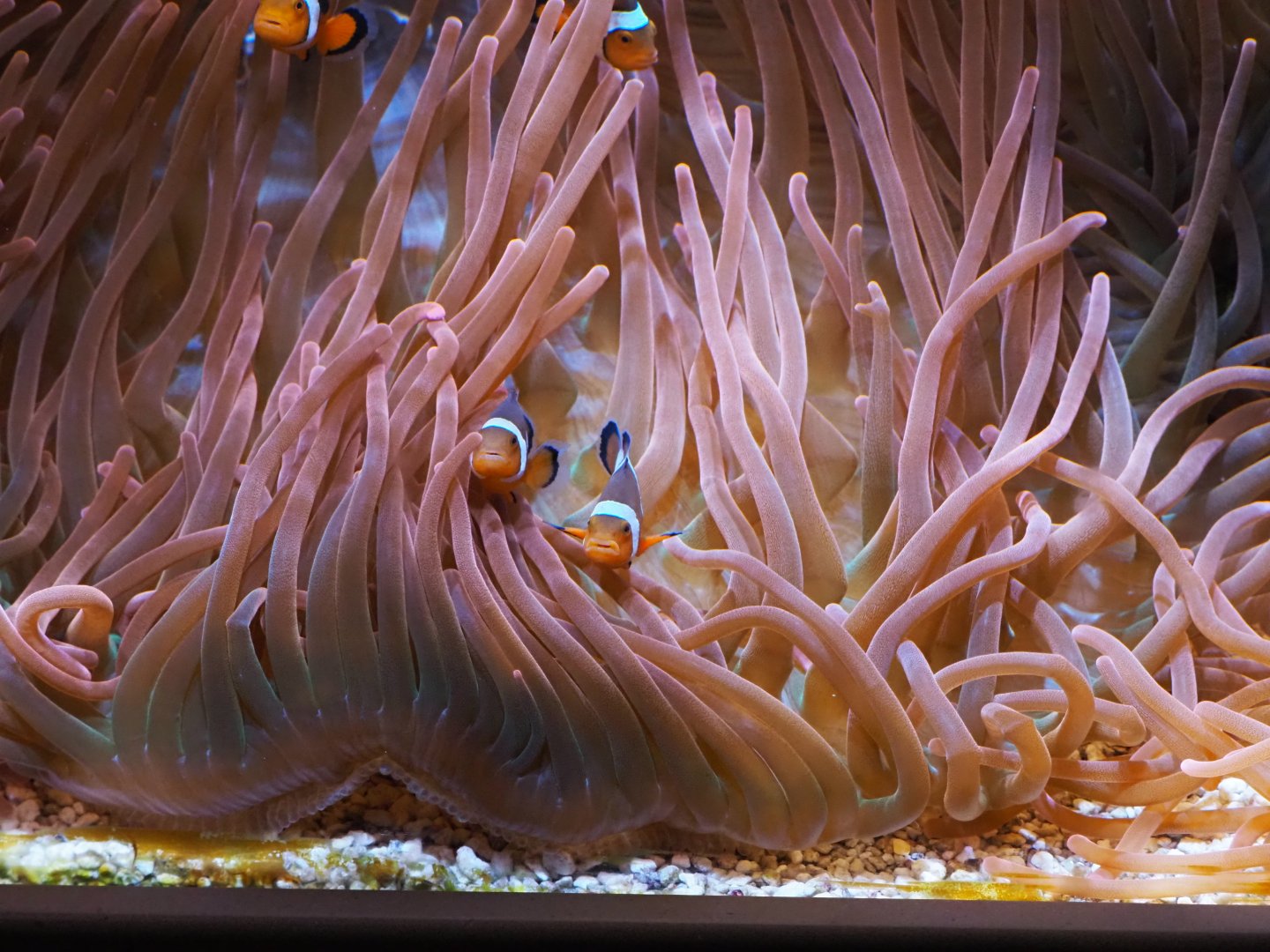 Percula Clownfish