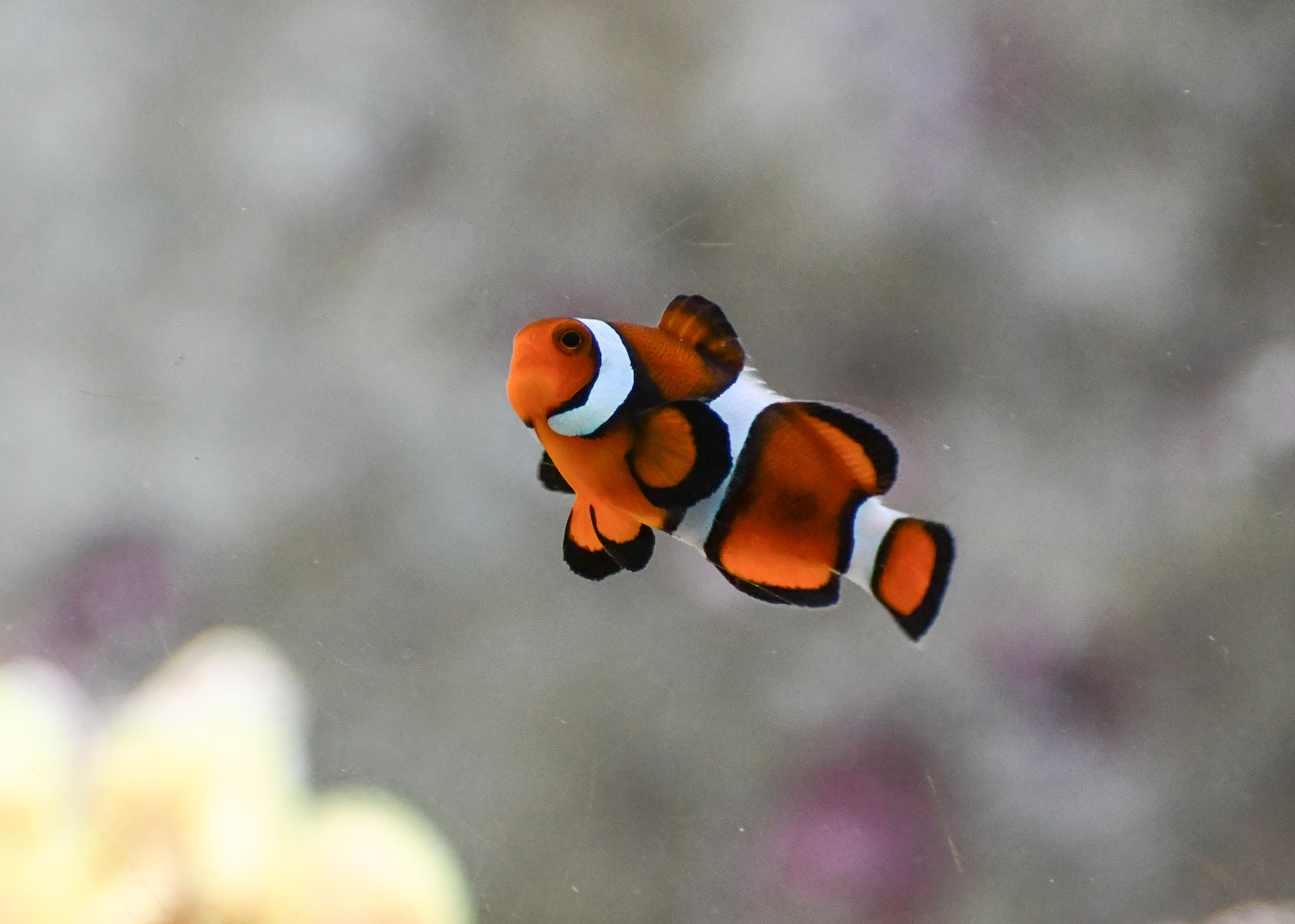 Percula (?)  Clownfish
