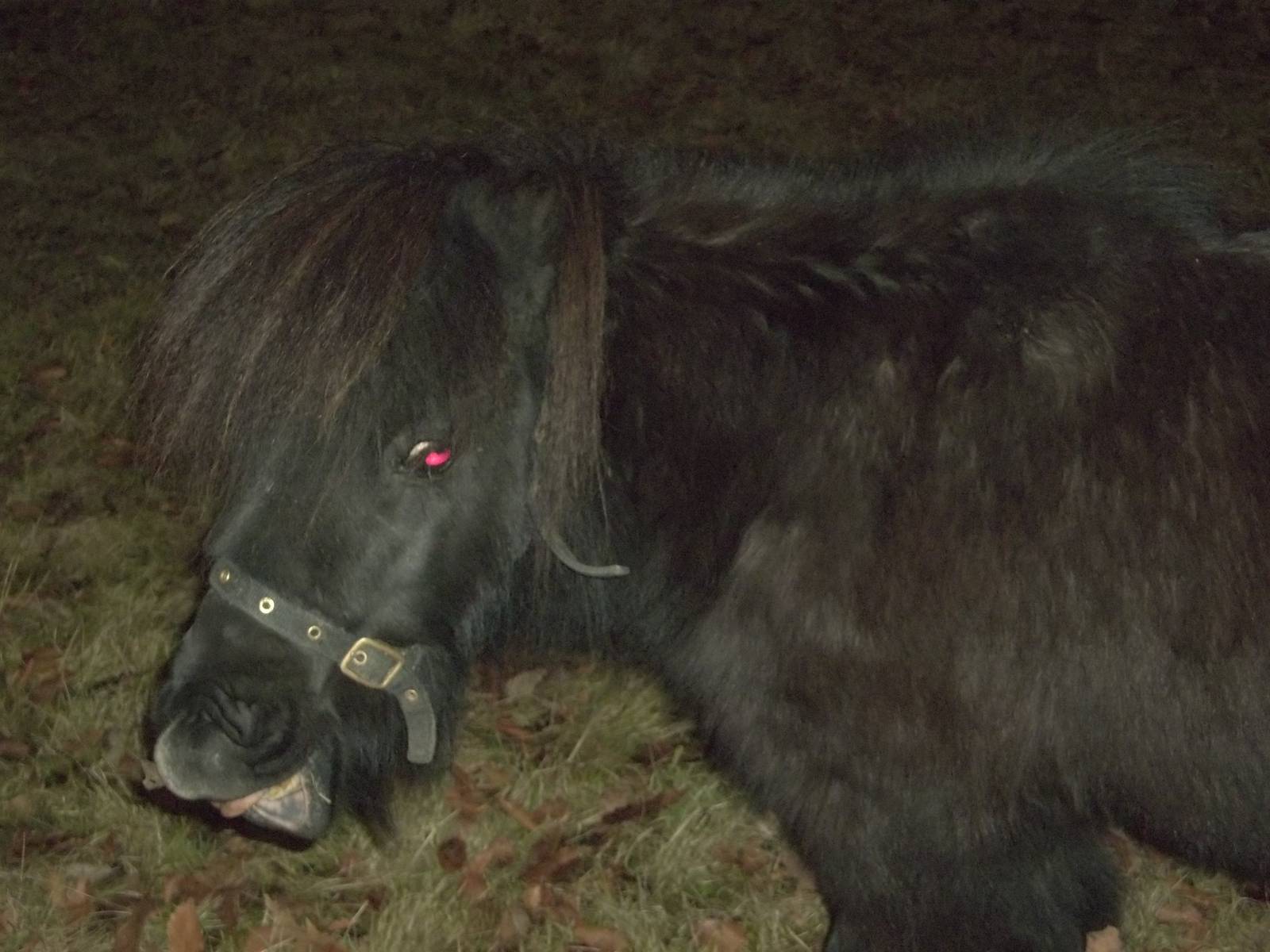 Percy, 20th December 2014