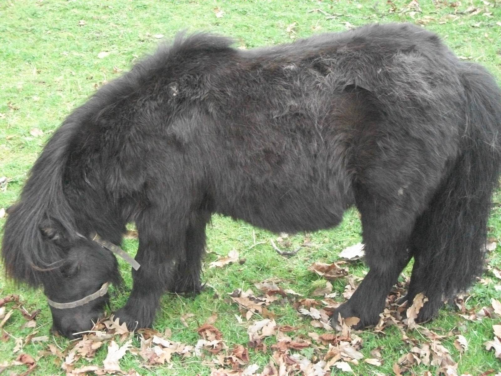 Percy, 4th April 2014