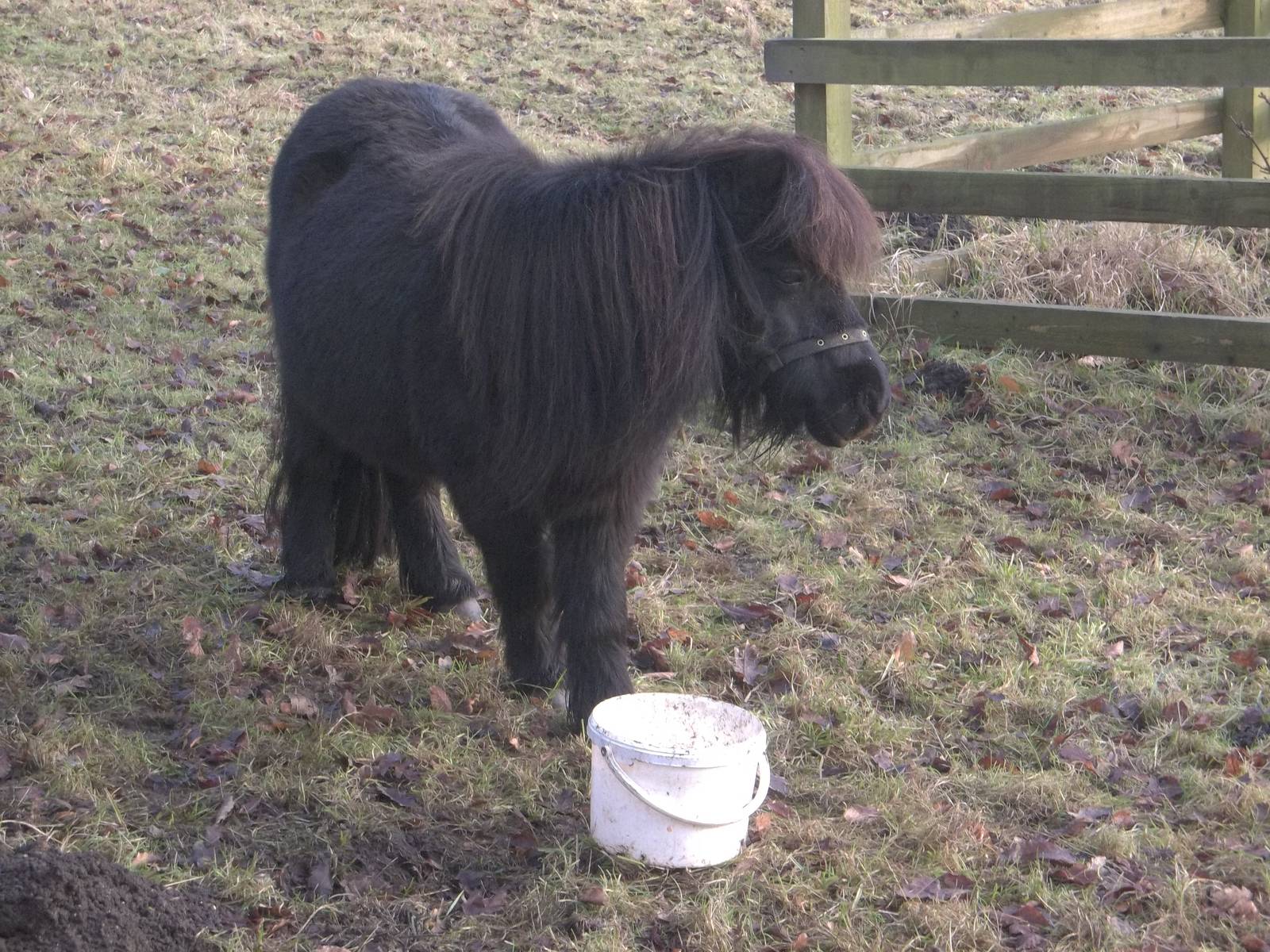 Percy and his bucket, 31st December 2014