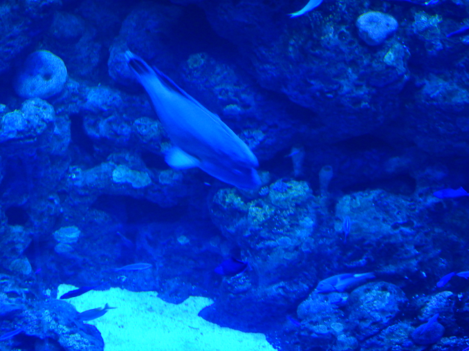 Percy the Humphead Maori Wrasse