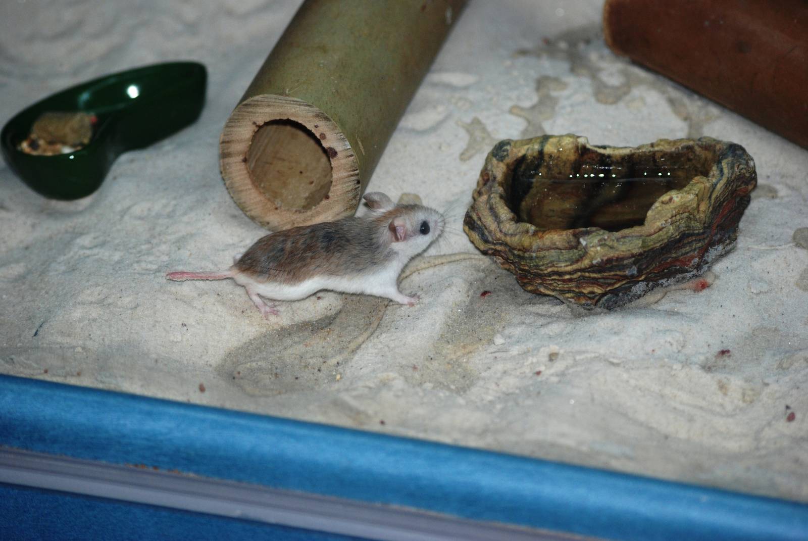 Perdido Key Beach Mouse at Brevard, 14/10/13