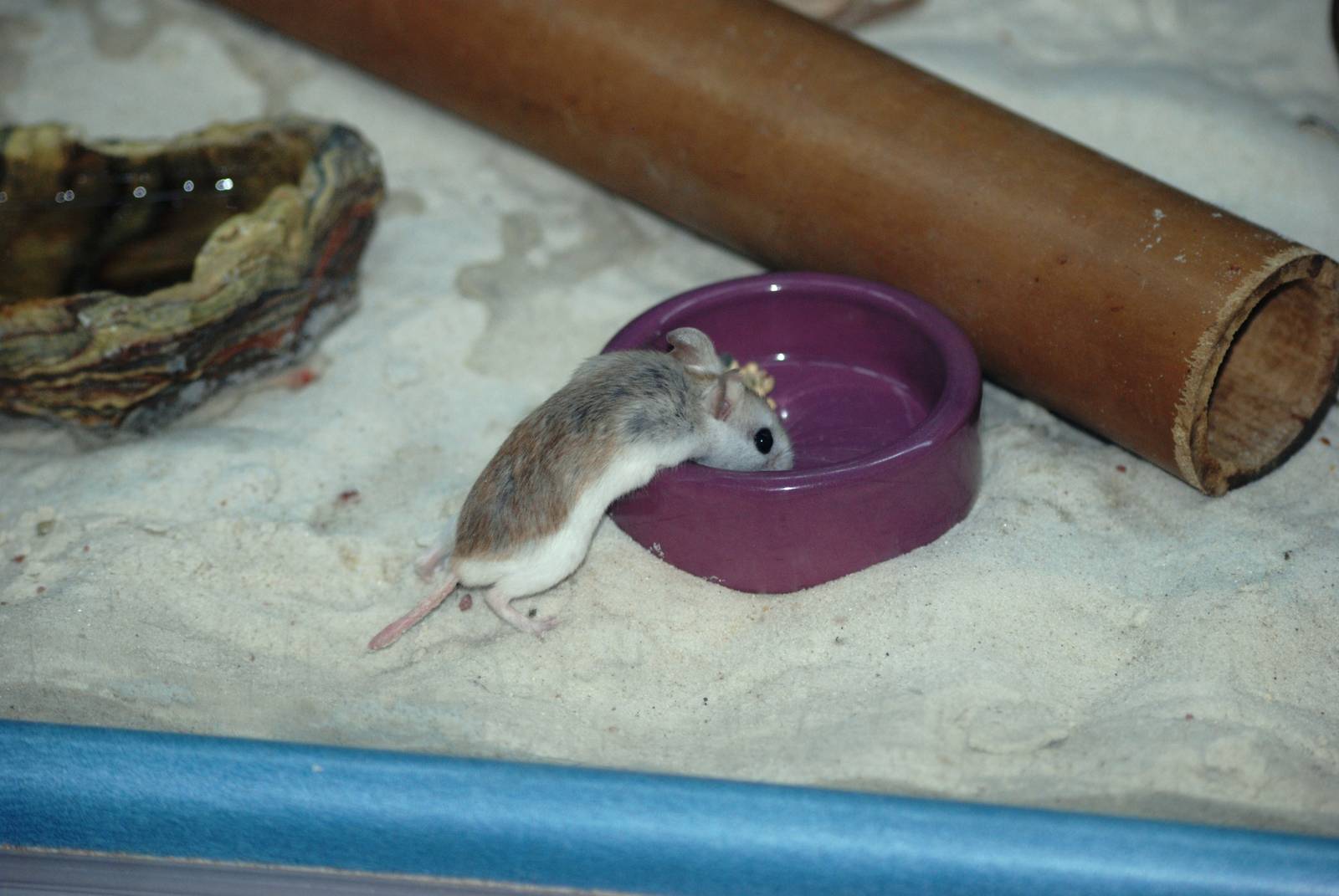 Perdido Key Beach Mouse at Brevard, 14/10/13