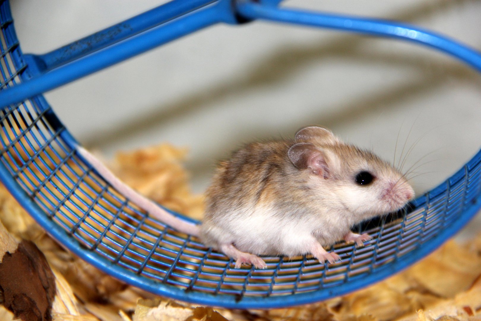 Perdido Key beach mouse (Peromyscus polionotus trissyllepsis)