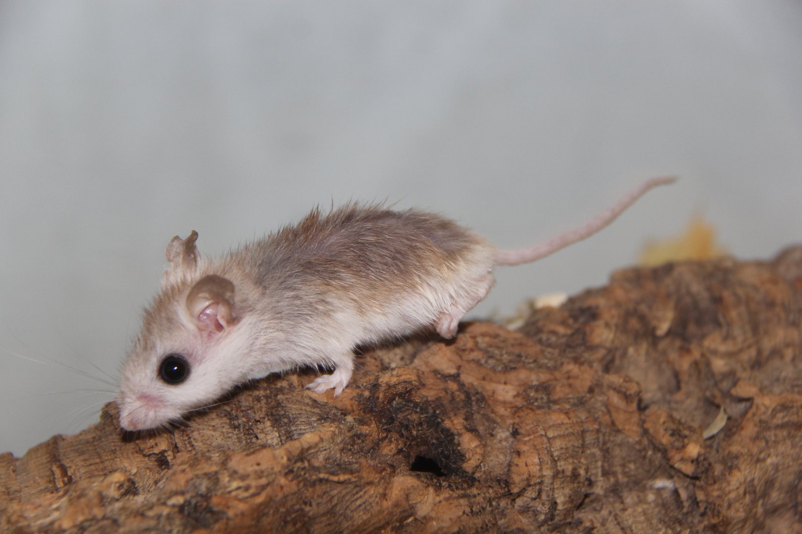 Perdido Key beach mouse (Peromyscus polionotus trissyllepsis)