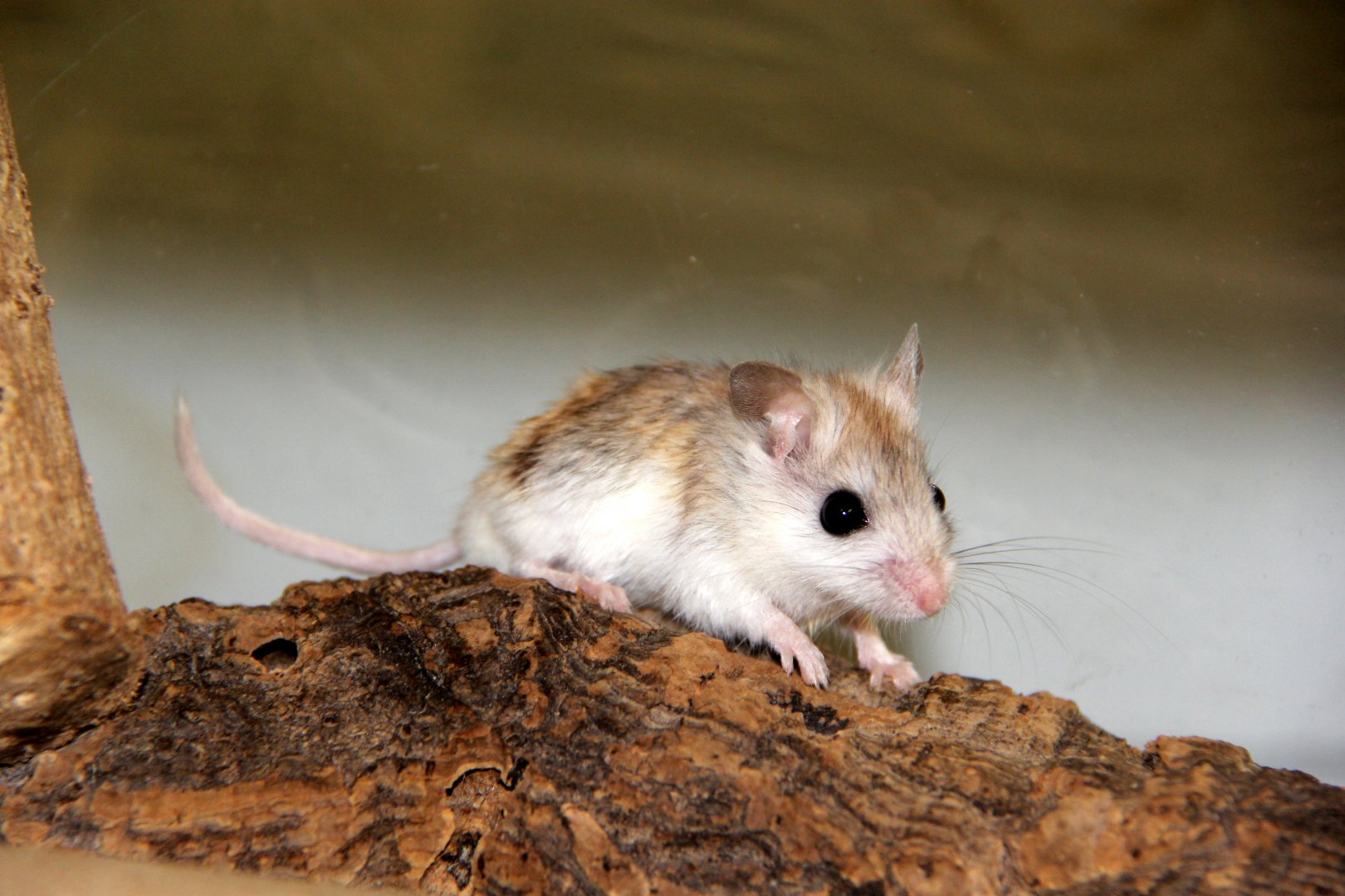 Perdido Key beach mouse (Peromyscus polionotus trissyllepsis)