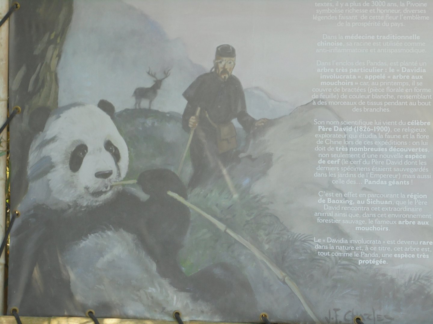 Pere David and his discoveries