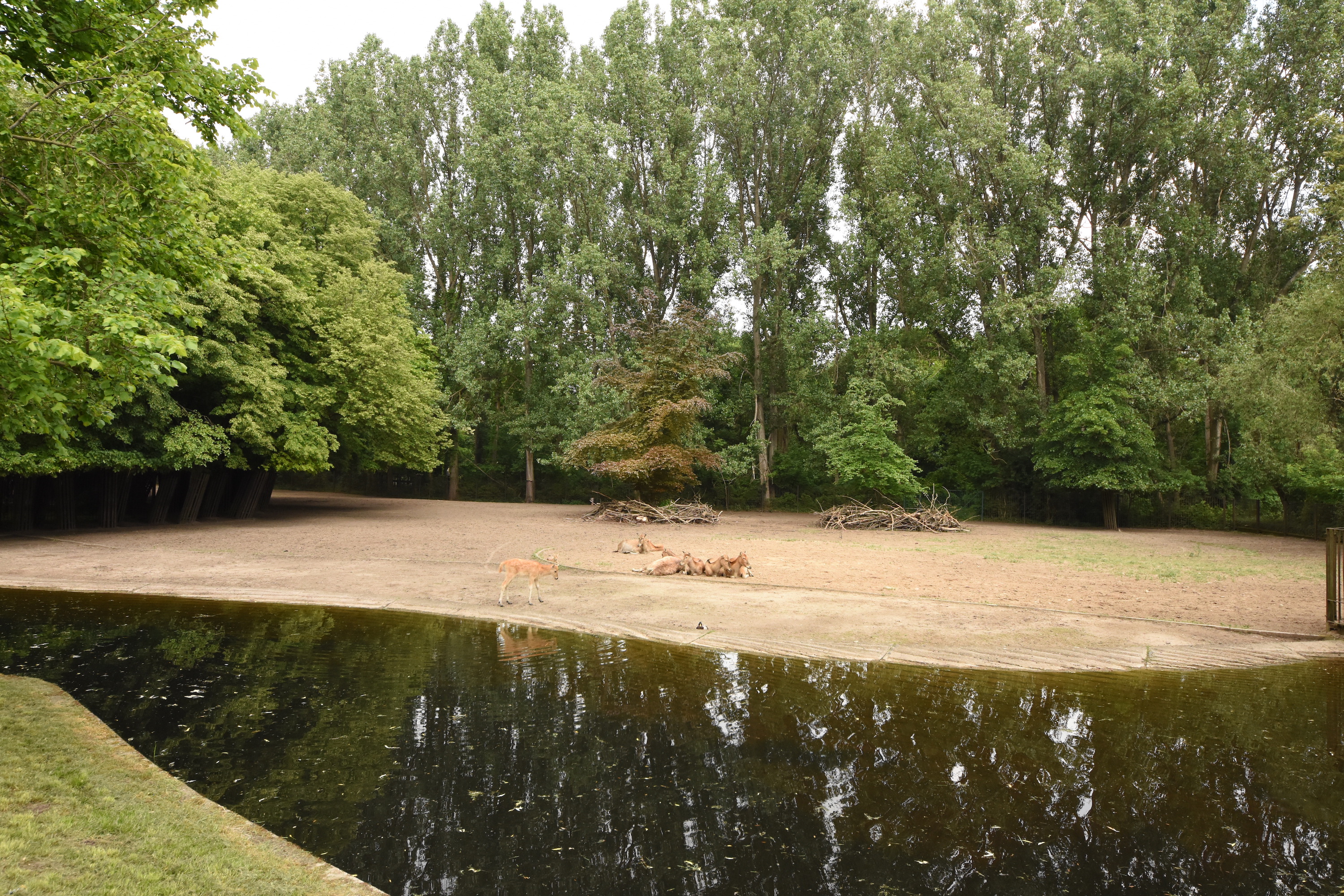Pere david deer and Chinese water deer enclosure