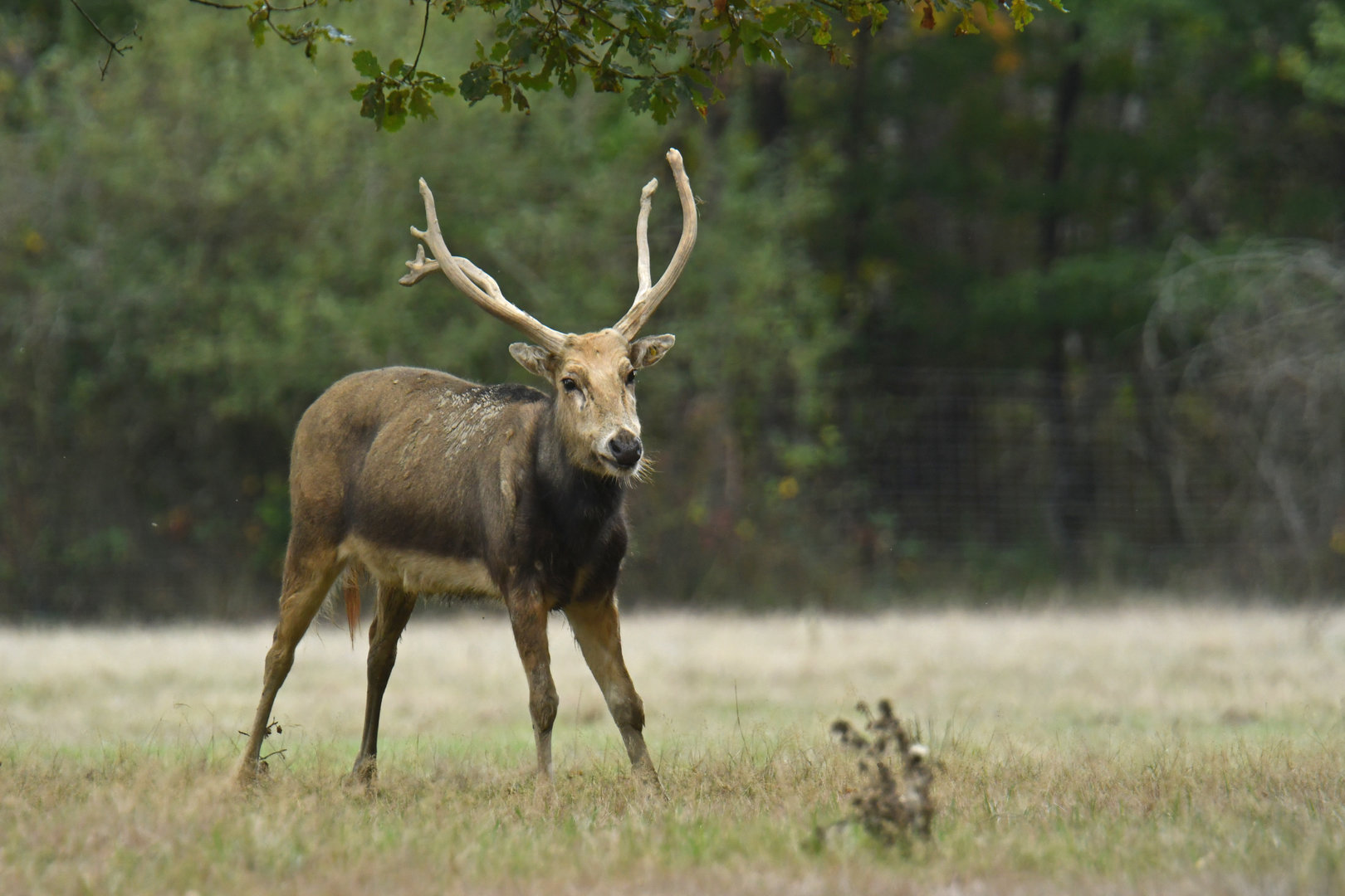 Pere David deer (Elaphurus davidianus)