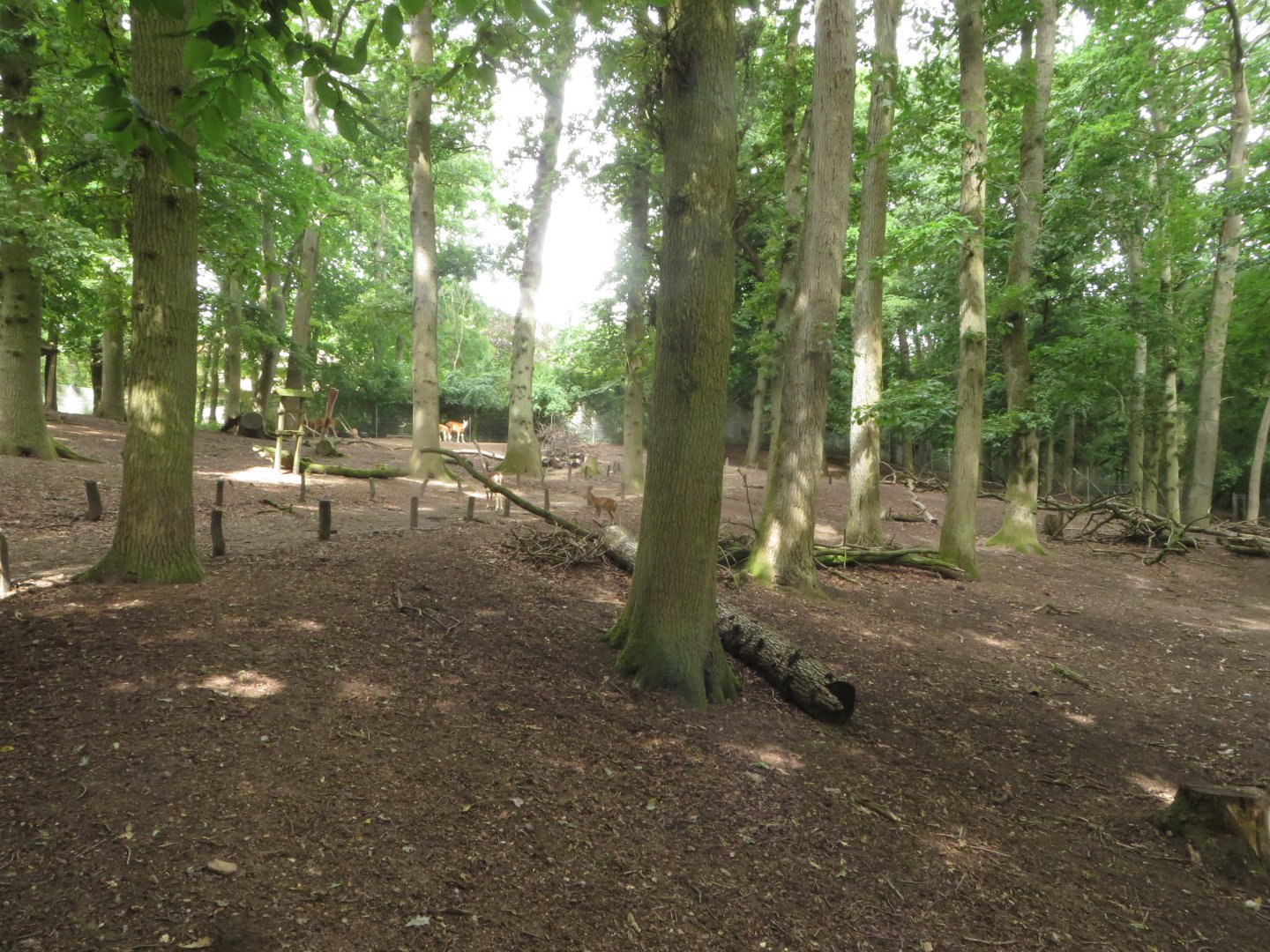 Pere David Deer, Fallow Deer & Mufflon enclosure