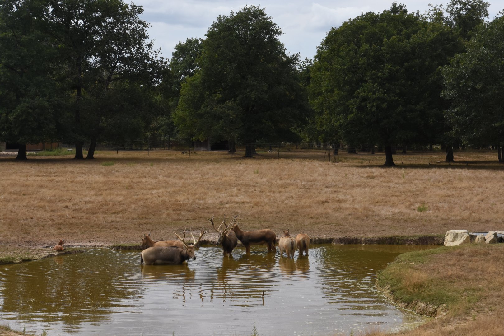 Pere-David Deer paddock