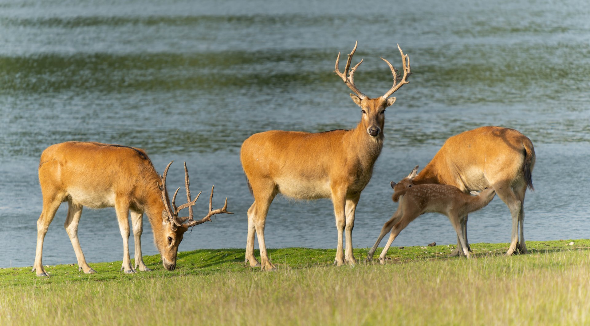 Pere David deer, Watatunga, UK