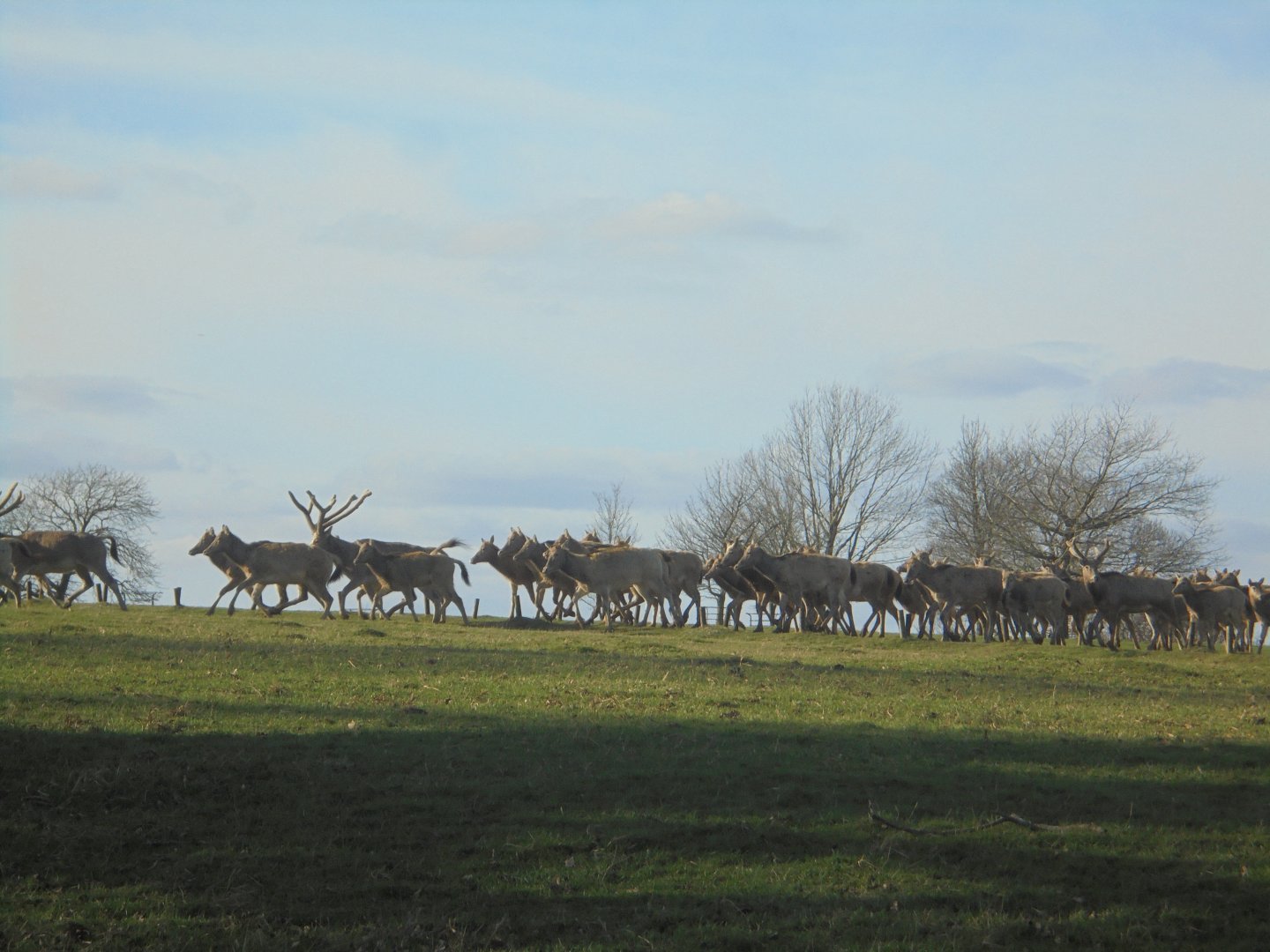 Pere David deer. Woburn Park.