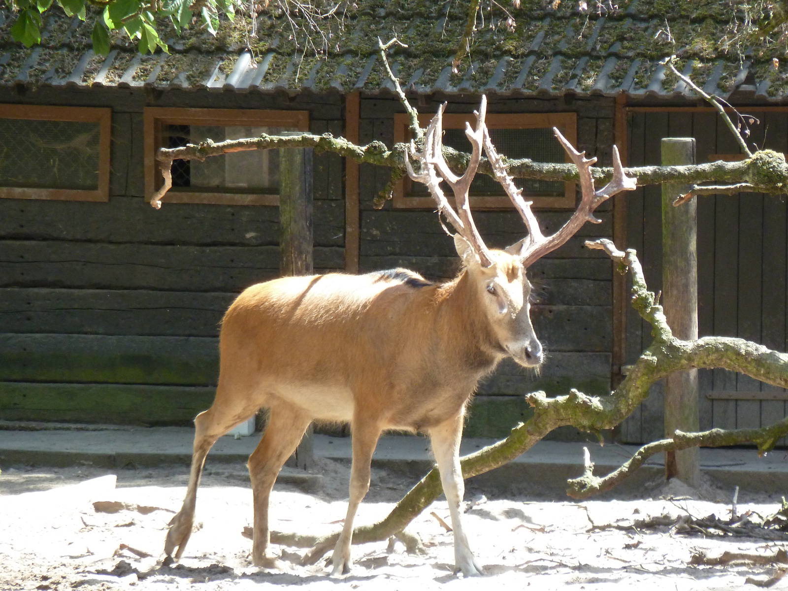 Pere-David deer