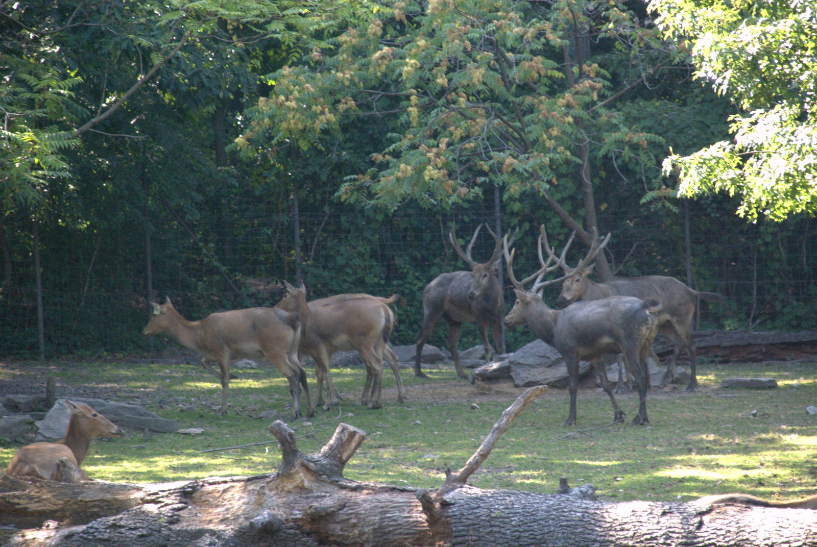 Pere David Deer