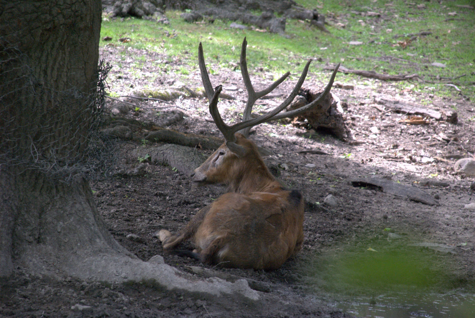 Pere David Deer