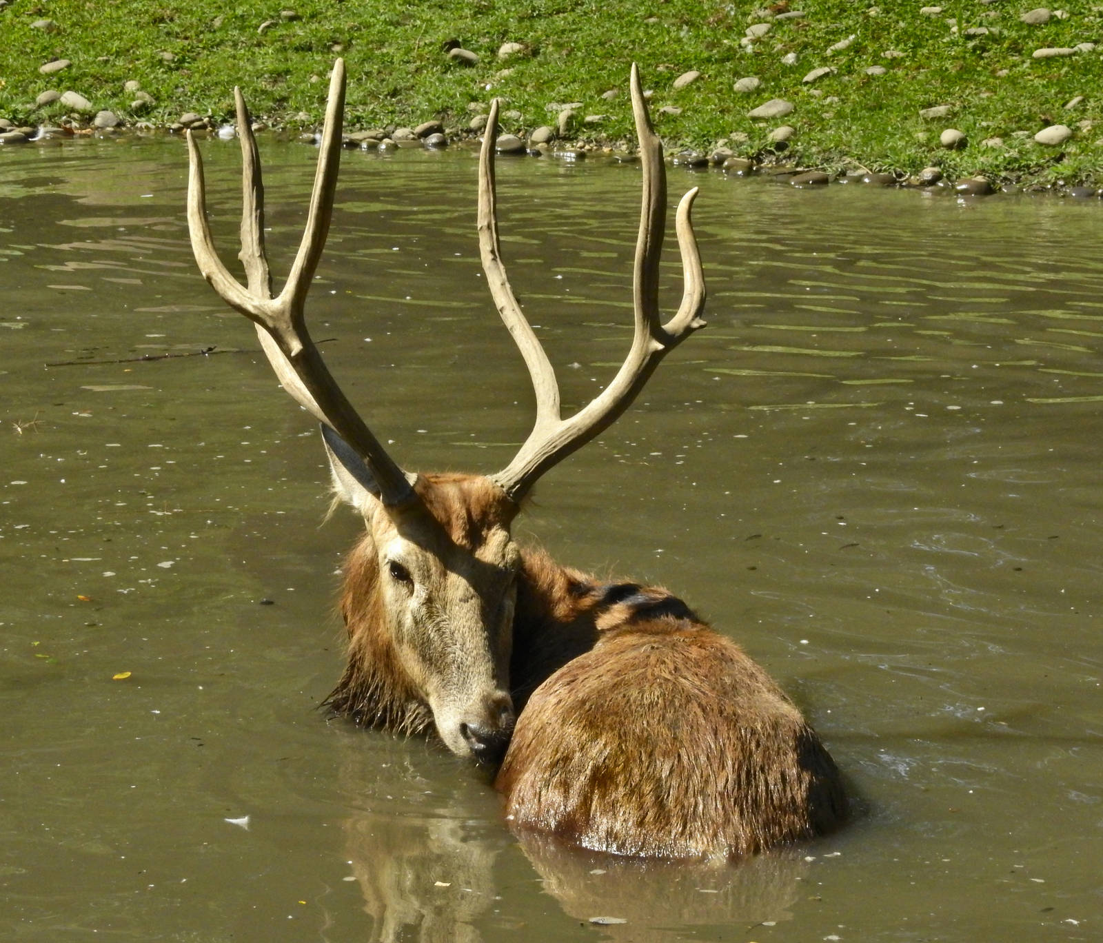 Pere David Deer