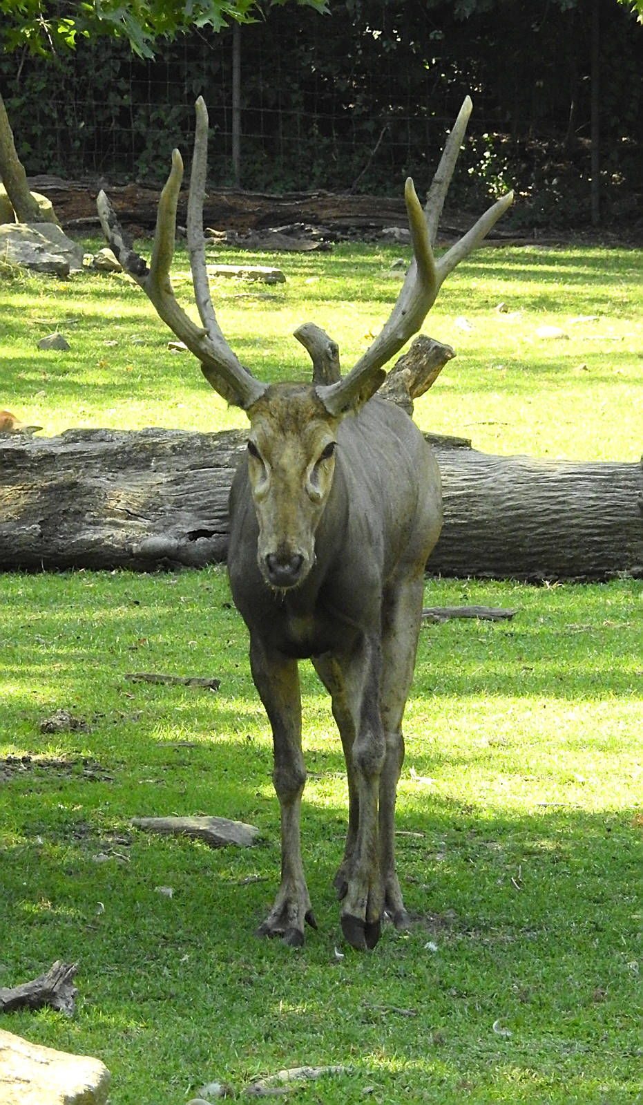 Pere David Deer