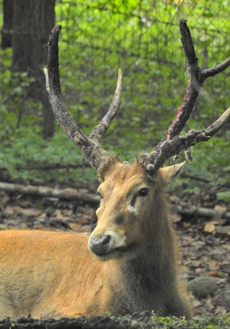 Pere David Deer