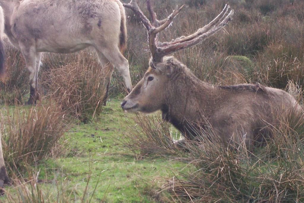 Pere David Deer