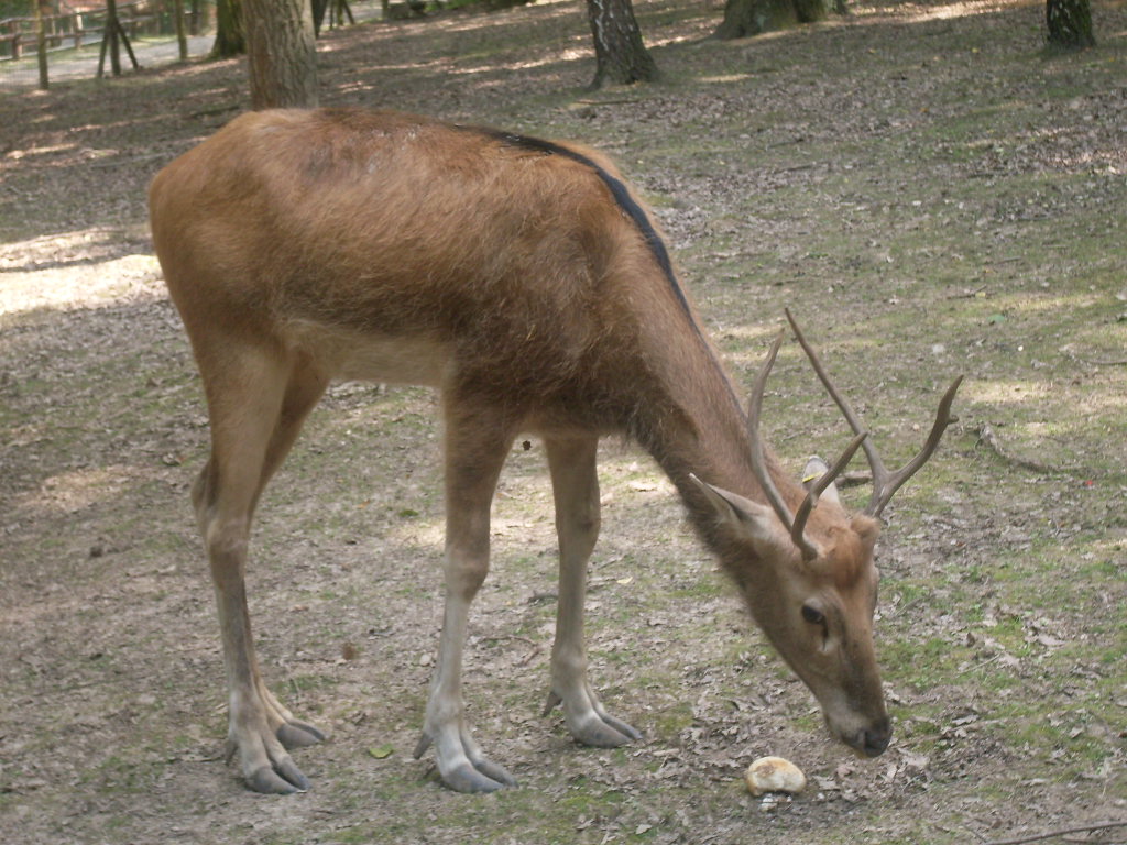 Pere David s deer bull