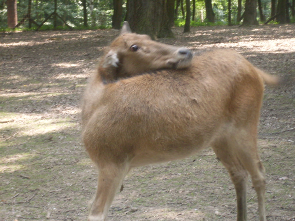 Pere David s deer cow